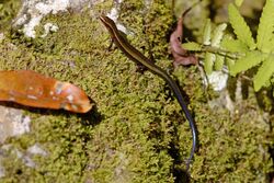 Side-spotted Ground Skink Scincella travancorica.jpg