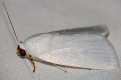 Snow White Moth (Chasmina tibialis) (32479781786).jpg