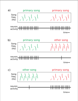 Song selective HVCx neurons.svg