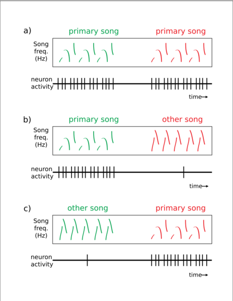 File:Song selective HVCx neurons.svg