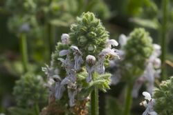 Stachys pycnantha.jpg