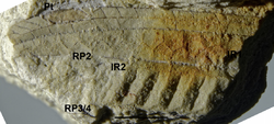 Steleopteron cretacicus sp. nov., holotype. Photograph.png