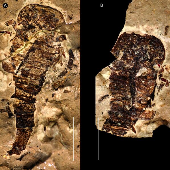 File:Strobilopterus fossils.jpg