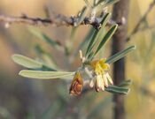 Stylobasium spathulatum flowers.jpg