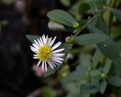 Image of blooming Symphyotricum ontarionis plant with dark green leaves, white flower petals, and a bright light yellow flower center