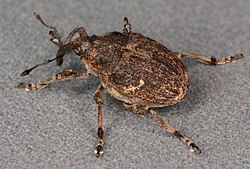 Thamiocolus is a genus of beetles belonging to the family Curculionidae