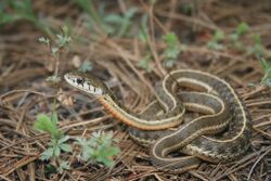 Thamnophis errans.jpg