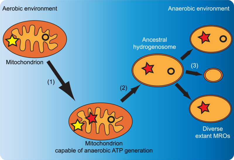 File:The-origins-of-mitochondrion-related-organelles-A-hypothetical-scenario-for-the.png