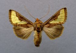 Thysanoplusia orichalcea 01.JPG