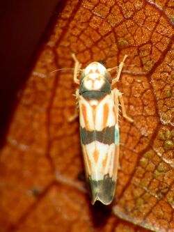 Tiny Leafhopper - Flickr - treegrow (4).jpg