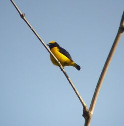 Small bird with a bright yellow belly and crown and dark blue-black back and throat perched on a diagonal dead stick