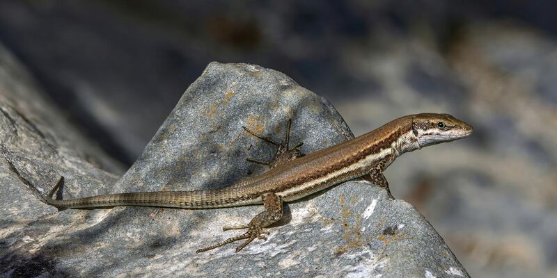 File:Troodos lizard (Phoenicolacerta troodica).jpg