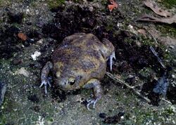 Unearthed Ballon frog in Bakamuna, Sri Lanka.jpg