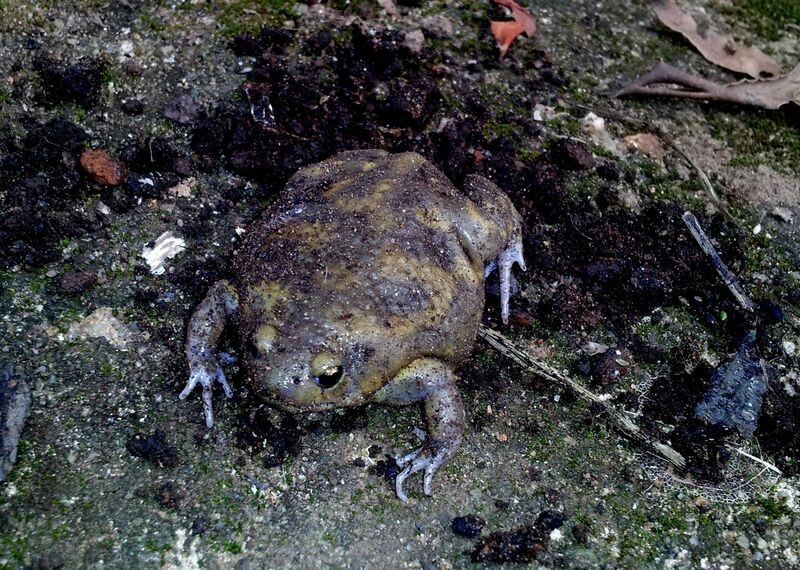 File:Unearthed Ballon frog in Bakamuna, Sri Lanka.jpg
