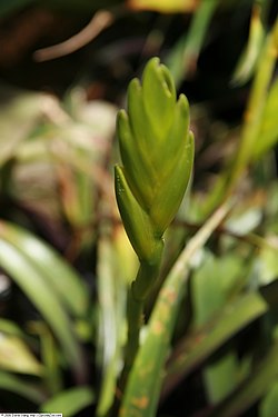 Vriesea triangularis 2zz.jpg
