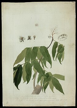 (Dicorynia Paraensis, Benth.)., da Coleção Brasiliana Iconográfica.jpg