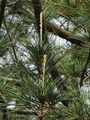 臺灣五針松 Pinus morrisonicola 20210415084410 06.jpg