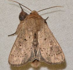 -10462 – Leucania pseudargyria – False Wainscot Moth (16225003945).jpg