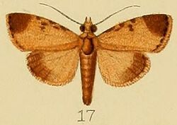 017-Orthaga phaeopteralis Lower, 1902.JPG