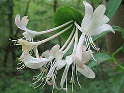 20150511Lonicera caprifolium2.jpg