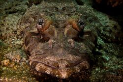 46-EastTimor-Dive2 SecretGarden 06 (Crocodile Fish)-APiazza.JPG