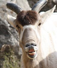 An addax's face – he's looking into the camera and raising his upper lip, making it look as though he's laughing.