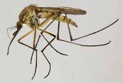 Aedes rusticus, Sontley, North Wales, May 2015 - Flickr - janetgraham84.jpg