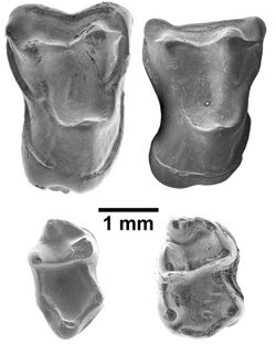 Afrasia djijidae SEM images.jpg