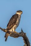 African hawk-eagle (Aquila spilogaster).jpg