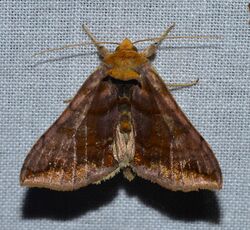 Allagrapha aerea - Unspotted Looper Moth (14115207429).jpg