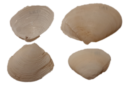 Anatina lineata shells.png