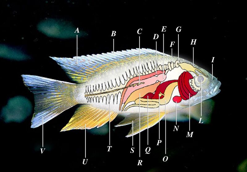 File:Anatomia dei pesci.jpg