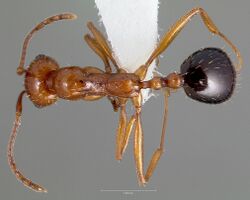 Aphaenogaster uinta casent0005727 dorsal 1.jpg