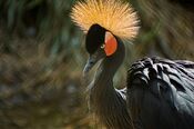 Artis black crowned crane1.jpg