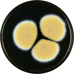 Aspergillus sesamicola meaox.png