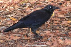 Australian Raven, NSW.JPG