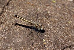 Banded groundling dragonfly (Brachythemis leucosticta) female.jpg