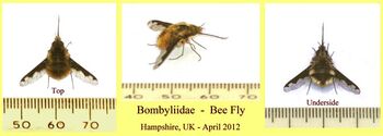Bee Fly in a southern county in the UK