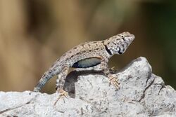 Big Bend Canyon Lizard - Flickr - GregTheBusker (2).jpg