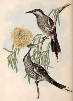 Birds of Australia Gould vol 4 plate 57.jpg