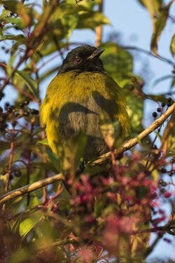 Black-and-Yellow Silky-flycatcher -Central Highlands - Costa Rica MG 6908 (26603413112).jpg