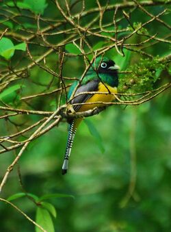 Black-throated Trogon.jpg