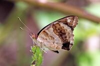 Blue pansy (Junonia oenone) underside.jpg