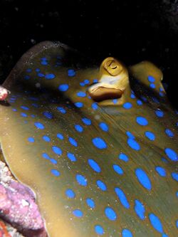 Blue spotted ray komodo.jpg