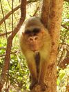 Bonnet Macaque Macaca radiata Threat display by Dr. Raju Kasambe DSCN5340 (5).jpg