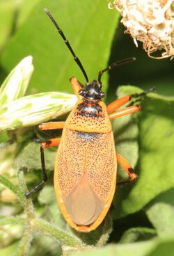 Bordered Plant Bug - Largus species, Long Pine Key, Everglades National Park, Homestead, Florida - 32376903922.jpg