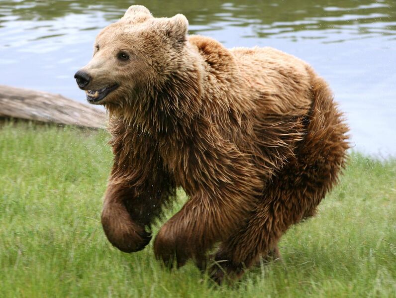 File:Brown bear (Ursus arctos arctos) running.jpg