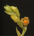 Bulbophyllum sempiternum01-RBB.png