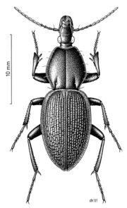 COLE Carabidae Maoripamborus fairburni 1.png