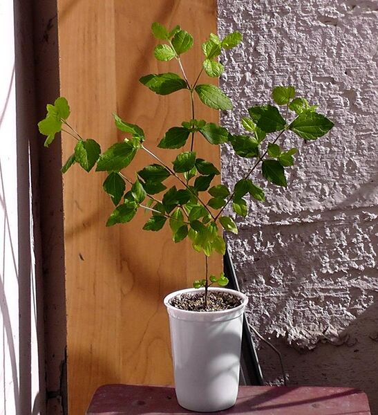 File:Calea ternifolia.jpg
